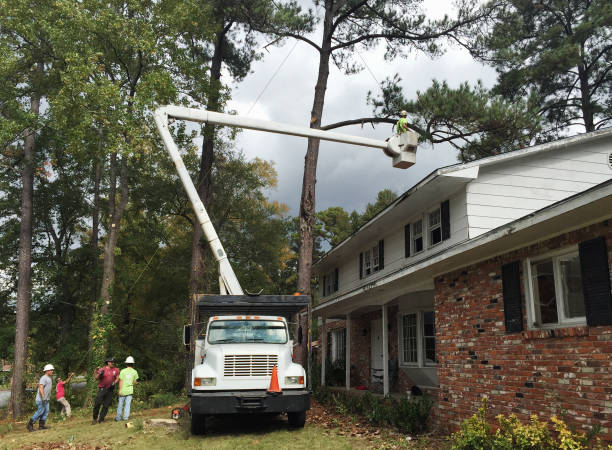 How Our Tree Care Process Works  in  South Point, OH